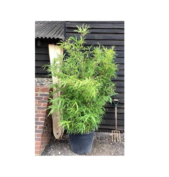 Bambú 'Sunset Glow' en zona de maceta de 3" 5-10. Fargesia rufa exterior ideal para jardín Foto 3 de 4
