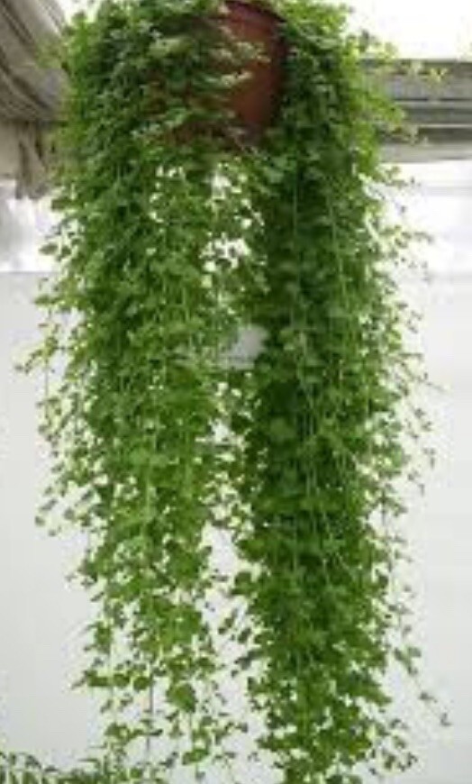 Hanging Basket Mint 'Indian Mint' Plug Plants x 4. Trailing. Herb. Free