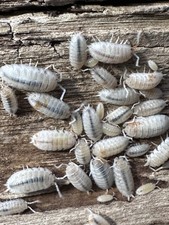 20 Porcellio scaber Orange Dalmatian Isopods