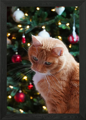Gerahmtes Wandbild Poster Leinwanddruck Bild Katze Katzen Katze