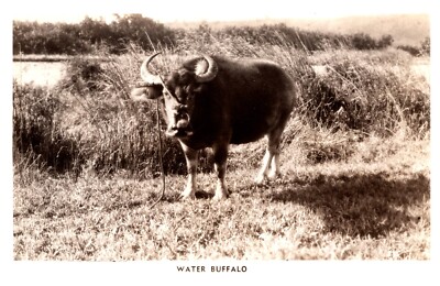postcard Water Buffalo RPPC A0224