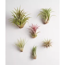 Ionantha Air Plant (6-Pack)