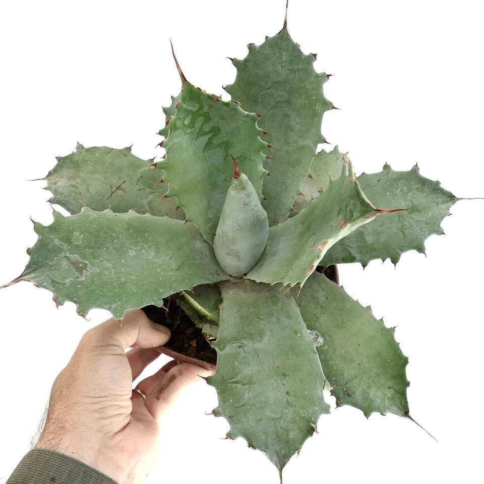 Agave marmorata x ovatifolia GRIS - Agave jaspeado | Agave lengua de ballena híbrido Foto 3 de 4