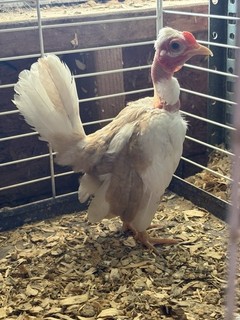 kikiriki hatching eggs Peurto Rico 6 eggs count Short legs tiny !!