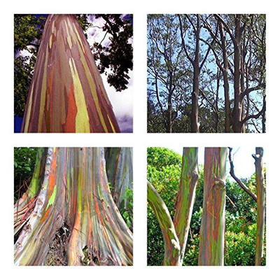 Eucalyptus deglupta 500 Samen, Regenbogeneukalyptus, Rarität!