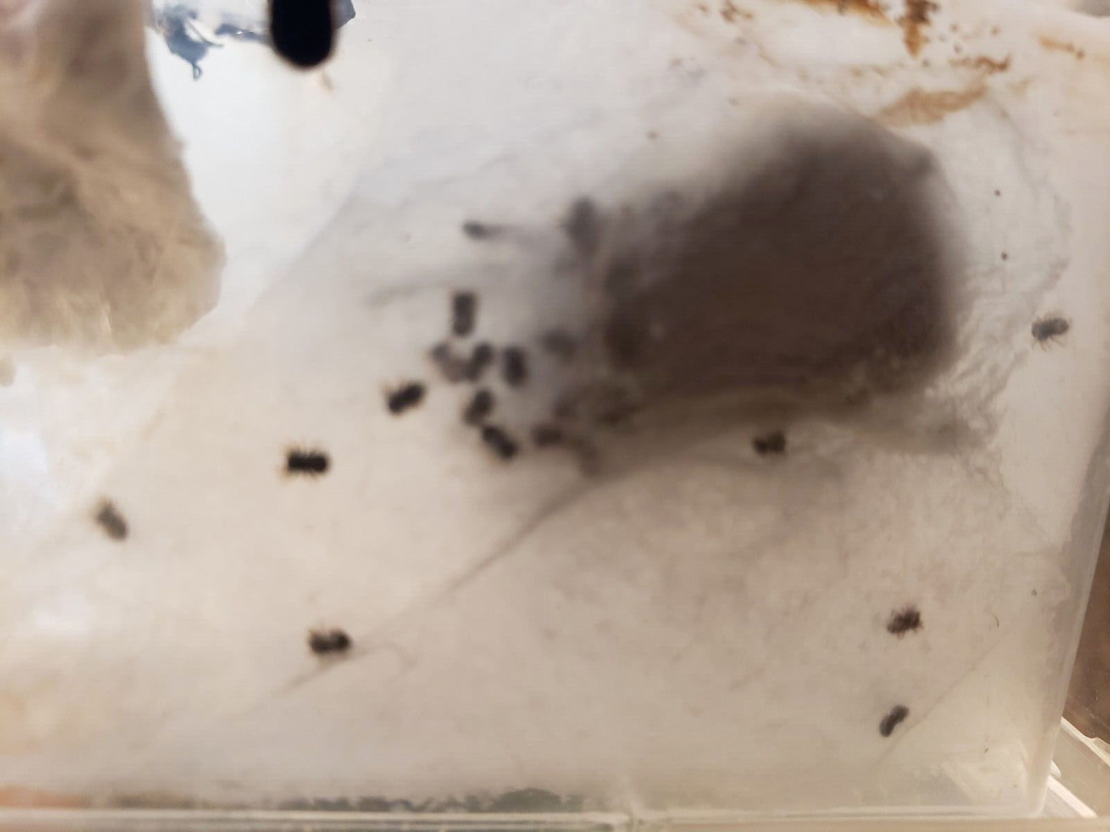 Giant Grey Jumping Spider Egg Sac (Phidippus octopunctatus) eBay