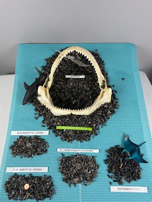 #ad Lot Of 50 A Quality Fossilized Shark Teeth amp; BONUS Items From Venice Fl. $34.99