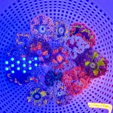 Ultra Rock Flower Anemone Rainbow 3 Pack