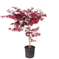 2 Gal. Red Emperor Japanese Maple Tree with Dark Red Foliage Turning to Bright S