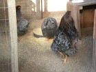 18 BLUE LACE RED WYANDOTTE FERTILE HATCHING EGGS — photo 9