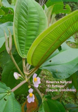 BLAKEA SUPERBA - 5 x seeds - tropical exotic plant, very rare, large leaved