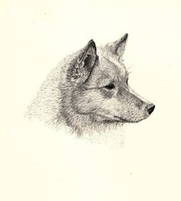 Antique Finnish Spitz Print 1935 Wardle Spitz...