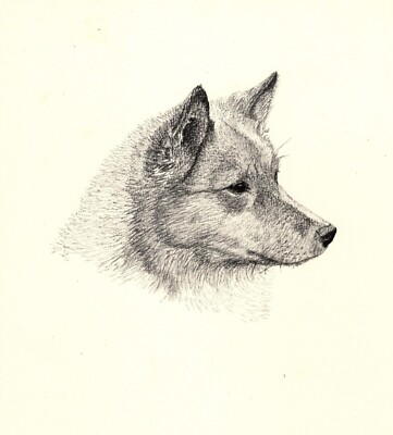 Antique Finnish Spitz Print 1935 Wardle Spitz Art Illustration CFW 5787h