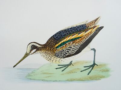 c1870 Antique Print THE JACK SNIPE History of British Birds by F.O. Morris