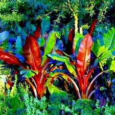 5 Red Abyssinian (Musa Ensete ventricosum) False Banana Plant Tree Seeds RARE