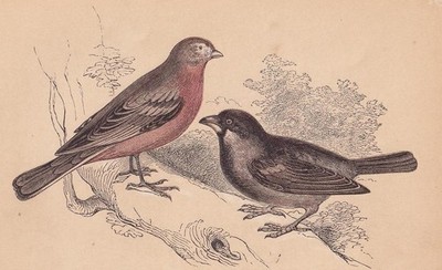 1851 LINNET & SPARROW Vogel Druck - antike Wandkunst - 6,65 x 4,75 cm