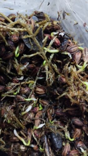 35 graines Erythroxylum novogranatense truxillense 100 % germées dans le monde entier - Photo 1 sur 3
