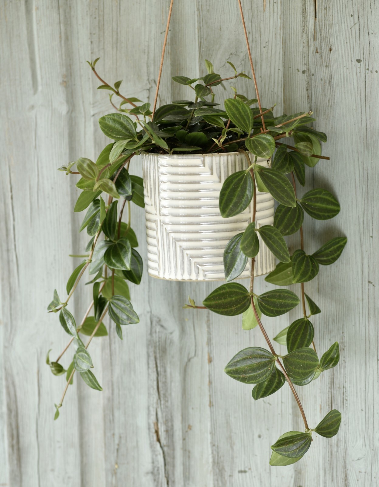 Burgon & Ball ""Modena"" Hanging Stoneware Pot