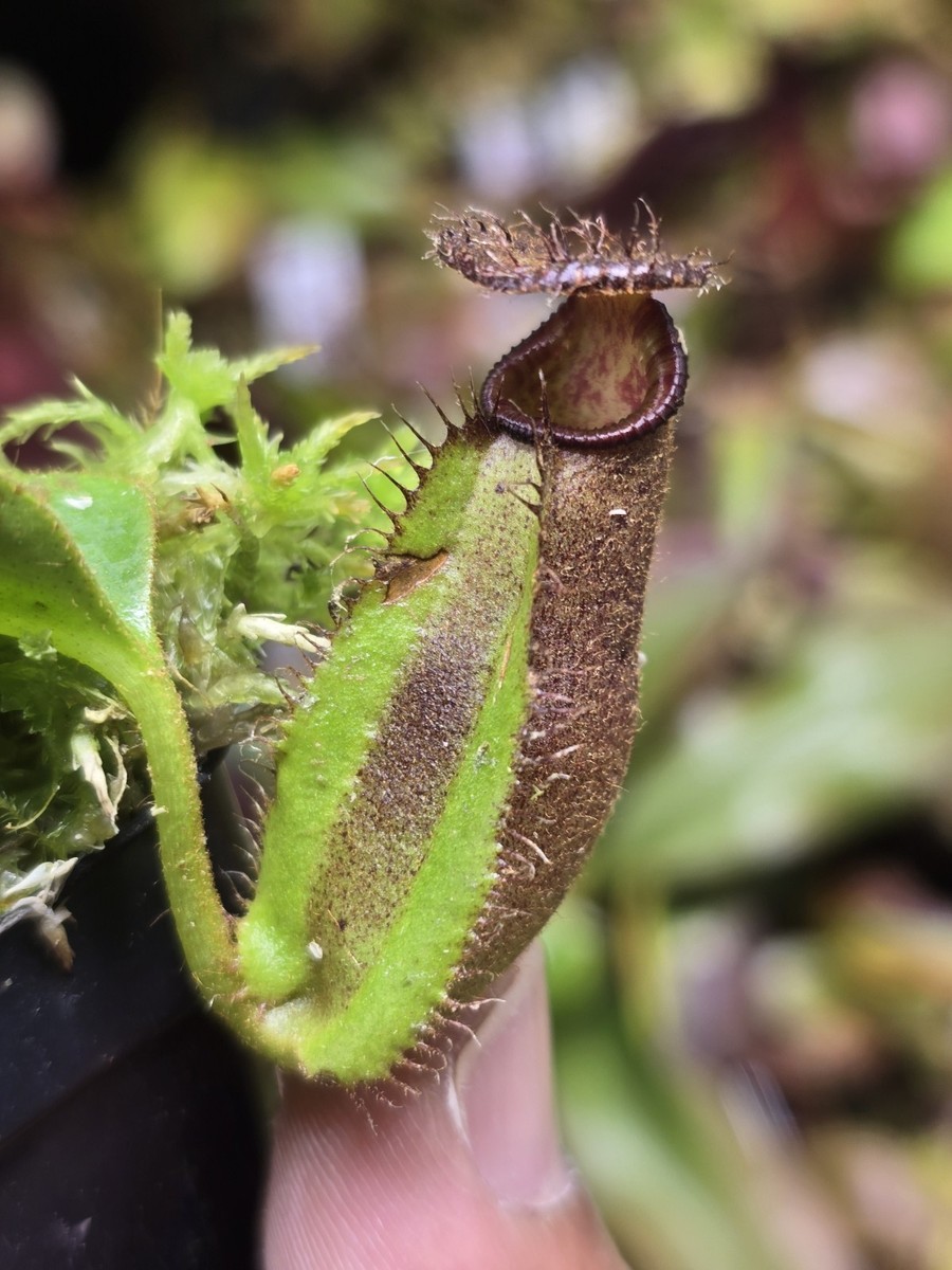Nepenthes Robcantleyi x Ephippiata Seedgrown Plant | eBay