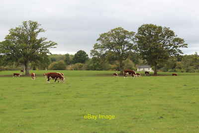 Foto 12x8 Hereford Rinder, Awnells Farm, viel Marcle Awnells Farm hat ein c c2011