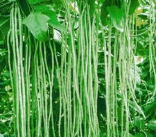 Yard Long Bean Seeds for Planting - 50 Seeds - Asparagus Bean  Snake Bean  Chi