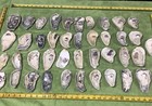 Lot of 41 Atlantic Oyster Shells 3 3/4  To  5 Inch Long Craft Art Collect￼ — photo 1