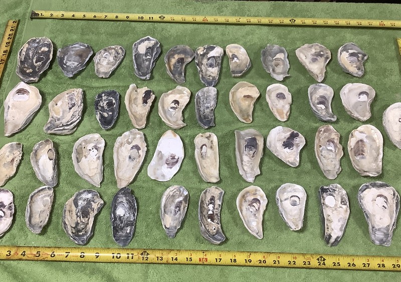 Lot of 41 Atlantic Oyster Shells 3 3/4  To  5 Inch Long Craft Art Collect￼
