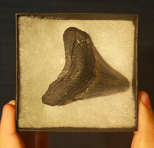 Megalodon Shark Tooth Fossil (Carcharocles megalodon) Unpolished in Box