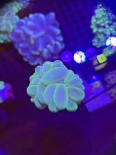 WYSIWYG Neon Green Bubble Coral