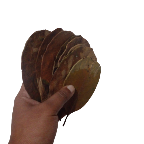 Dried Leaves Organic Aquarium Natural Shrimp Jack Fruit Ceylon Fish 20pcs Bio Ja - 第 9/10 張圖片