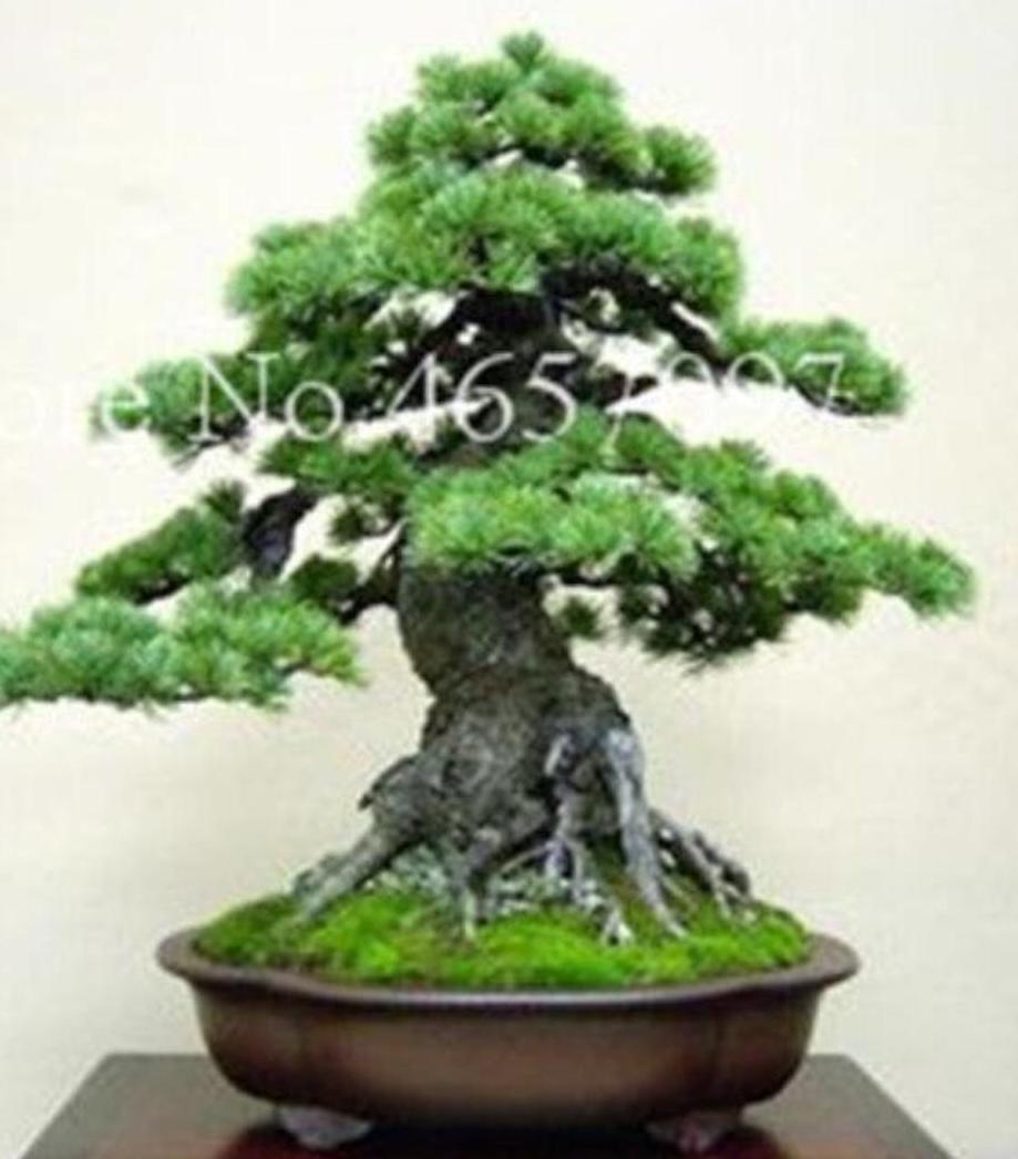 25pc BONSAI Japanese PINE TREE SEEDS Garden rare exotic USA seller