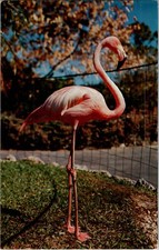 Postal de colección The Flamingo Glamour Bird Of Florida Loro Jungle spc3