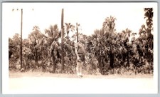Vtg B&W Snapshot Man In Shorts By Palm Trees 1970s