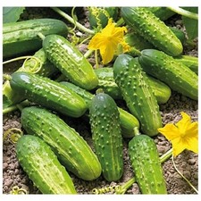 Cucumber Ajax F1 Hybrid Seeds Professional High Yield Worldwide Shipping