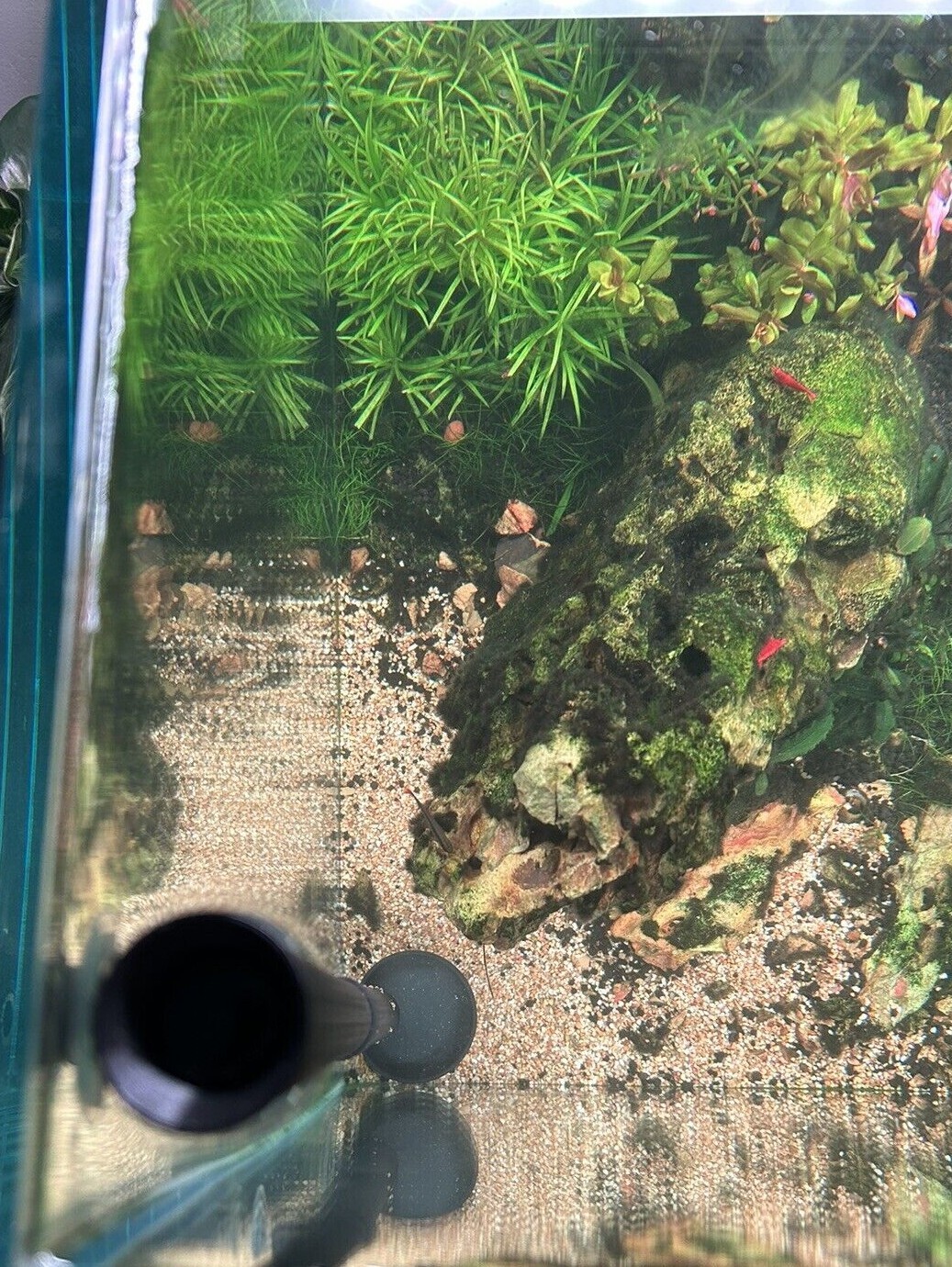 8-21” qualsiasi colore! SHRIMP Serbatoio Mangiatoia Piatto Aspirazione Tubo Vassoio Acquario foto 2