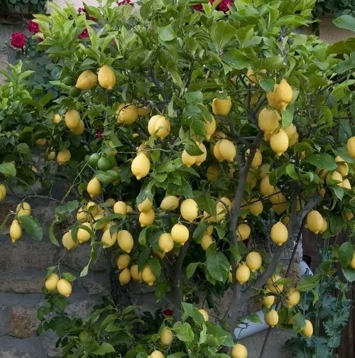 Live Fruit Tree Lemon Eureka Growers Choice Starter Seedling 4 Inches 