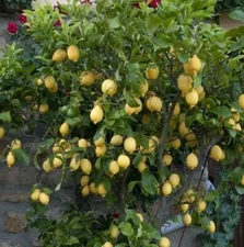 Live Fruit Tree Lemon Eureka Growers Choice Starter Seedling 4-6 Inches 