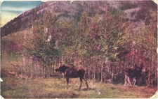 Group Of Moose In The Middle Of Forest At Canadian National Park, Banff Postcard