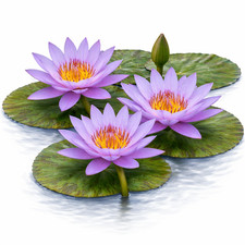 Nymphaea Bagdad Blue Tropical Water Lily