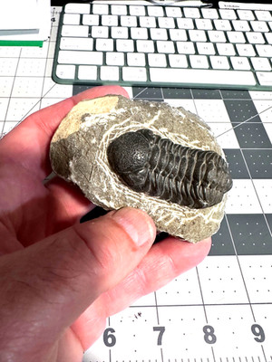 High Detail Drotops Aarmatus Middle Devonian Trilobite