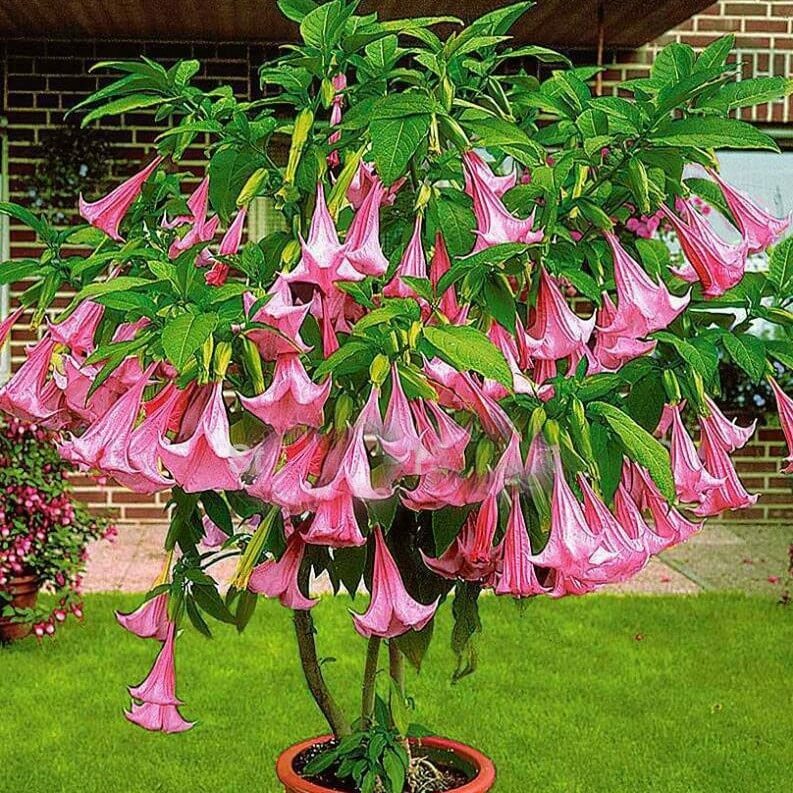 Brugmansia Pink Brugmansia Suaveolens Pink Angels Trumpets Pink 5