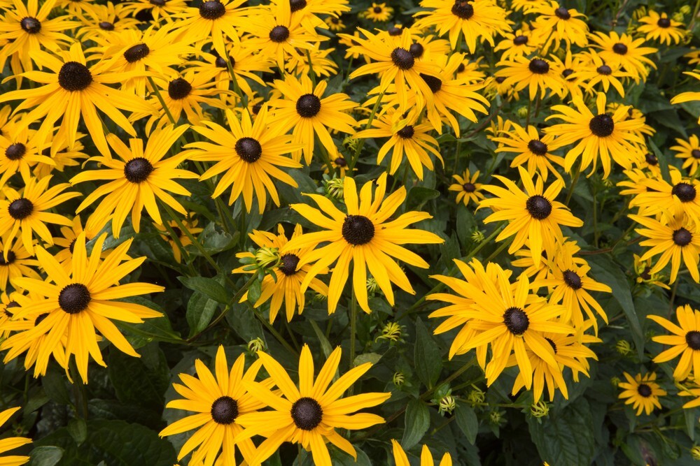 Rudbeckia fulgida Goldsturm (Coneflower) - 100 seeds