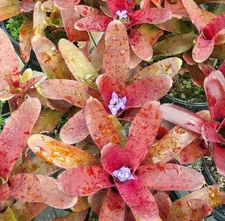 BUY 4 SAVE 20% BROMELIAD 2 Pack Neoregelia PUNCTATISSIMA RUBRA Wow Factor!