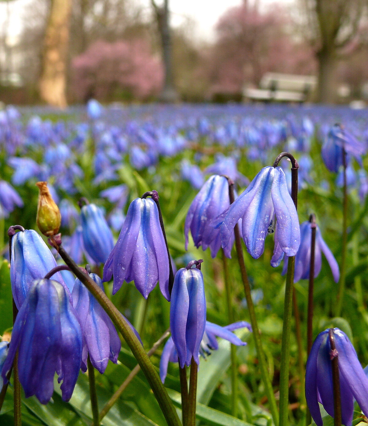 20 x SCILLA Siberica SIBERIAN BLUEBELLS Spring Flowering Garden