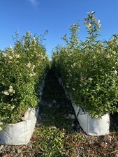 6ft Tall Wild Privet plant (Ligustrum vulgare) Pre Grown Instant Hedge Grown