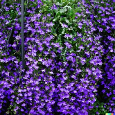 600+ Purple Trailing Lobelia Flower Seeds | Ground Cover, Basket, Free Shipping