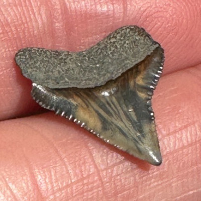 BULL SHARK TOOTH FOSSIL Carcharhinus Duval County Florida jaws