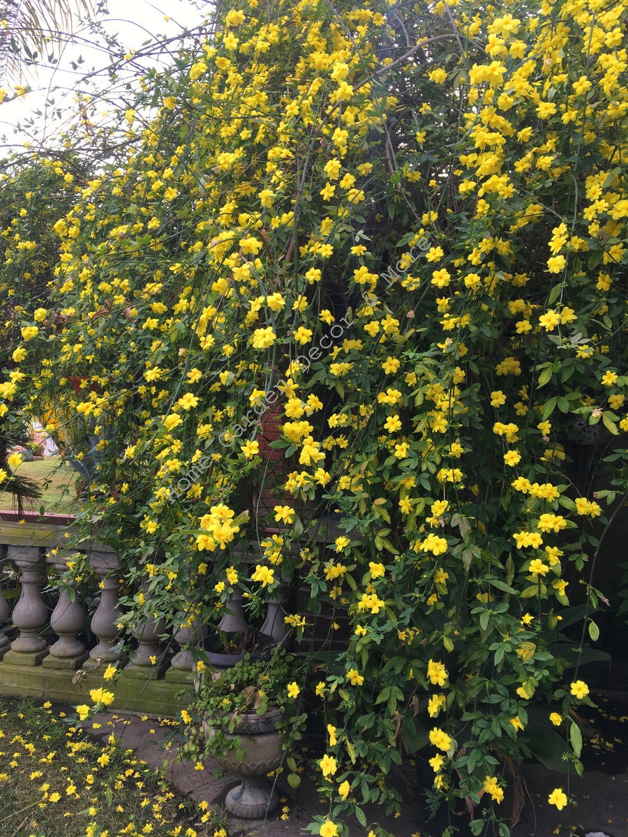 Chinese Bright Yellow Flowers Winter Jasmine Vine Shrub LIVE