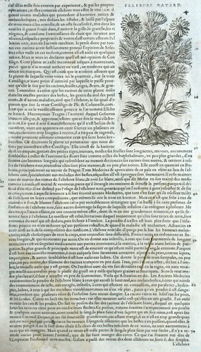 Flower Plant Helleborus Botany Matthioli Mattioli Matthiole Dioscoride ...