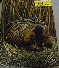 du 160 Europäische Photographen - Junge Schweizer Autoren ua. Themen 6/1954 Juni